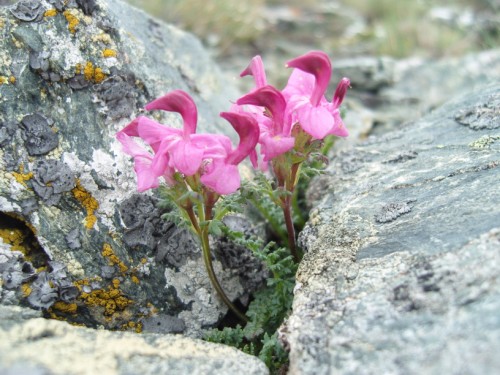 Bergblumen wachsen aus allen Felsspalten
