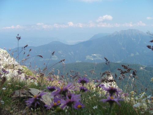 Bergblumen mit Panorama